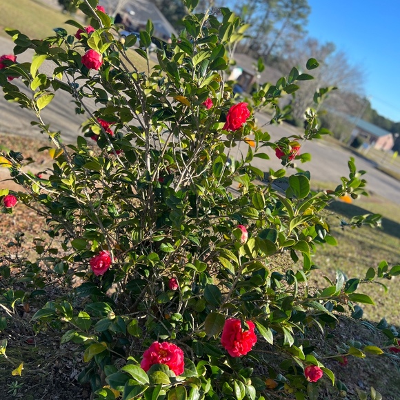 Meet your Posher, Ashley - Picture 1 of 1